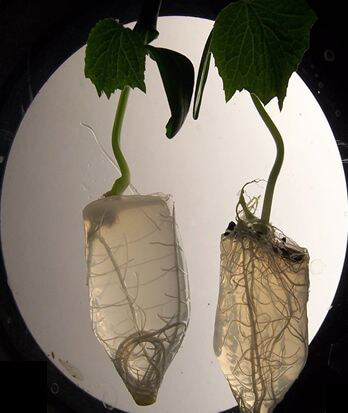 Cucumber roots